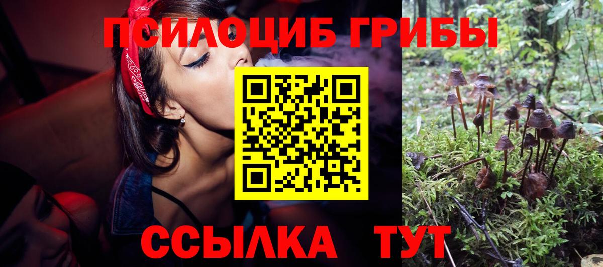 Псилоцибиновые грибы Psilocybe Фрязино